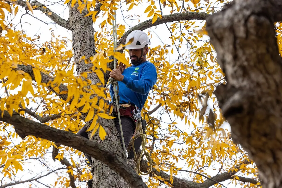 Skilled Storm Damage Cleanup crew working in Aurora